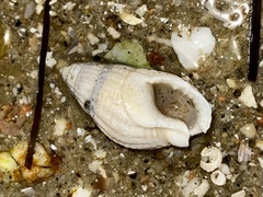 Tritia reticulata