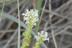 Stackhousia spathulata