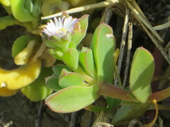 Delosperma patersoniae