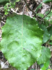 Brachyglottis repanda