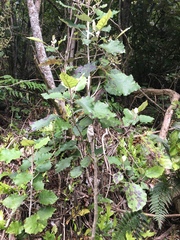 Brachyglottis repanda