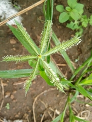 Dactyloctenium aegyptium