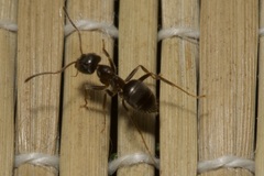 Lasius