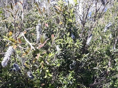 Diospyros glabra