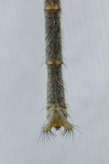 Clathroneuria coquilletti