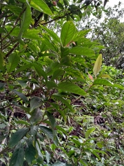 Aidia cochinchinensis