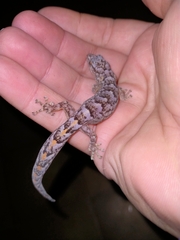 Christinus marmoratus