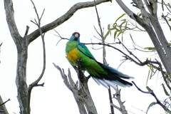 Barnardius zonarius