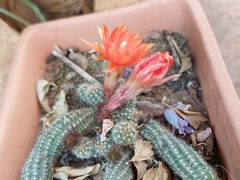 Lobivia silvestrii