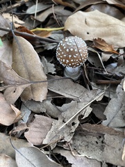 Amanita sychnopyramis