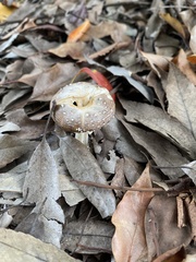 Amanita sychnopyramis