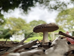 Amanita sychnopyramis