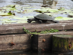 Emydura macquarii