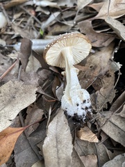 Amanita sychnopyramis