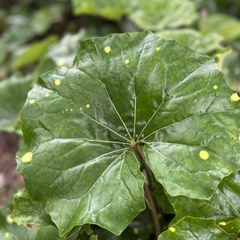 Farfugium japonicum