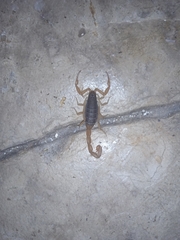 Centruroides ochraceus