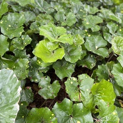 Farfugium japonicum