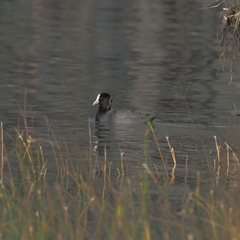Fulica atra australis