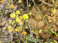 Acacia aculeatissima