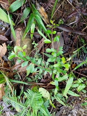 Syzygium elliptifolium