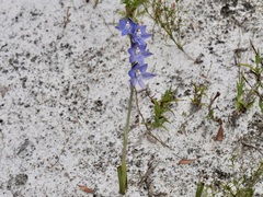 Thelymitra graminea