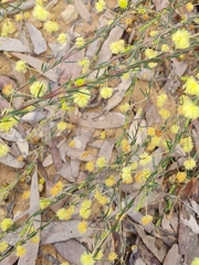 Acacia aculeatissima