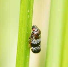 Cercopicesa tasmaniae
