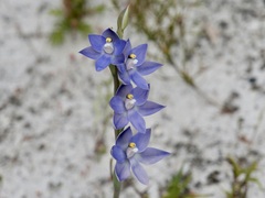 Thelymitra graminea