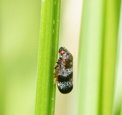Cercopicesa tasmaniae