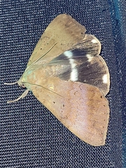 Achaea