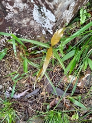 Aidia cochinchinensis