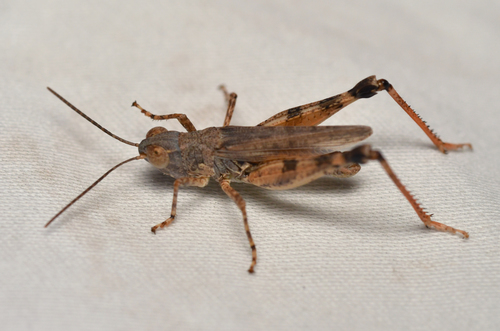 Genisaro Insecto (Ageneotettix)
