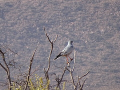 Melierax canorus argentior