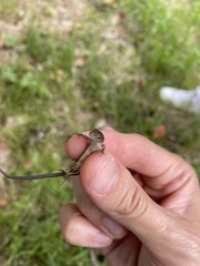 Takydromus tachydromoides