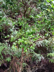 Syzygium elliptifolium