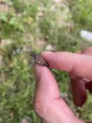 Takydromus tachydromoides