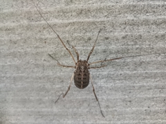 Opilio saxatilis