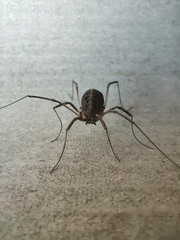 Opilio saxatilis