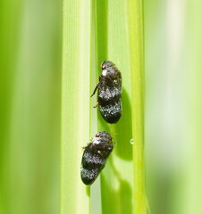 Cercopicesa tasmaniae