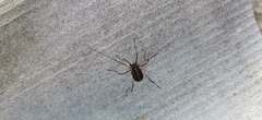 Opilio saxatilis