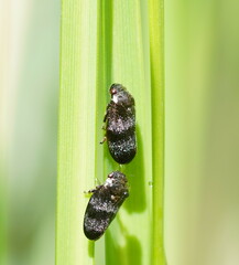 Cercopicesa tasmaniae