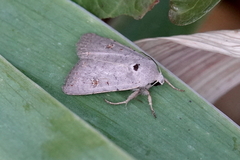 Caradrina kadenii