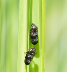 Cercopicesa tasmaniae