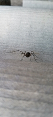 Opilio saxatilis