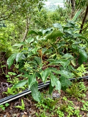 Archidendron lucidum