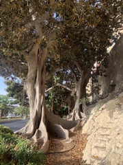 Ficus macrophylla