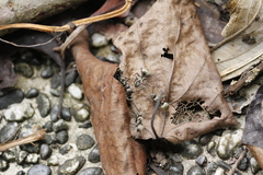 Formicoidea