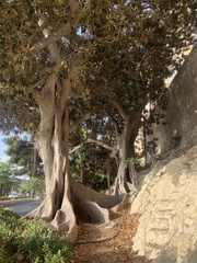 Ficus macrophylla
