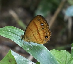 Mydosama marginata