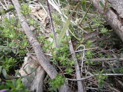 Caladenia leptochila